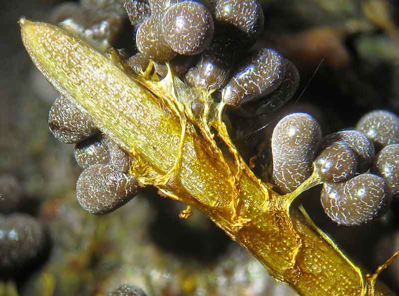 Badhamia utricularis